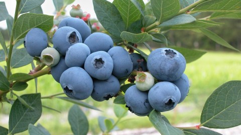 Cueillir ses bleuets en Chaudière-Appalaches : du pur bonheur !