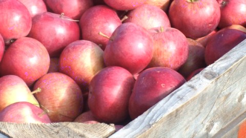 LA POMMERAIE DES COUILLARD TIENDRA SA PLUS IMPORTANTE FÊTE DE LA POMME