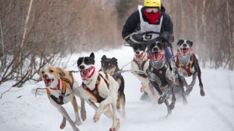 Les Internationaux de traîneau à chiens du Canada se tiendront  les 13 et 14 janvier à Saint-Just-de-Bretenières