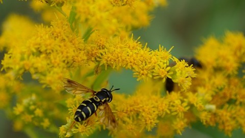 Mortalité exceptionnellement élevée des colonies d’abeilles : une aide d’urgence serait requise selon l’UPA