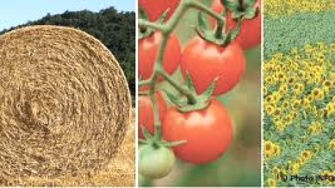 Forum régional sur l?alimentation
